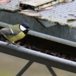 A great tit (Parus major) perched outdoors on a metal roof gutter in Leipzig, Germany.